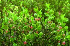 El arándano, clave para la conservación del urogallo cantábrico