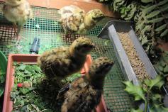 Crías de urogallo cantábrico nacidas en cautividad en Sobrescobio