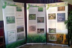 La Casa de Cultura de Castropol acoge la exposición sobre el urogallo cantábrico