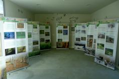 Exposición del urogallo cantábrico en el Museo Etnográfico de Quirós