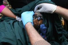 Hembra de urogallo cantábrico marcada y liberada en León