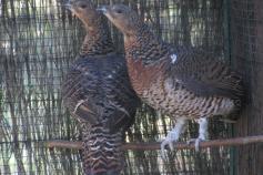 Las hembras de urogallo cantábrico liberadas en Alto Sil 