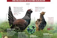 Infografía Layman