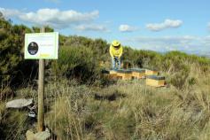 Instalación de colmenas para facilitar la polinización del arándano/ Tierra Ibérica Instalación de colmenas para facilitar la polinización del arándano/ Tierra Ibérica
