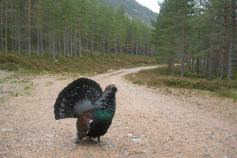 Urogallo en la Strathspey National Forest (Escocia). Fuente: Forestry Commision Scotland Urogallo en la Strathspey National Forest (Escocia). Fuente: Forestry Commision Scotland