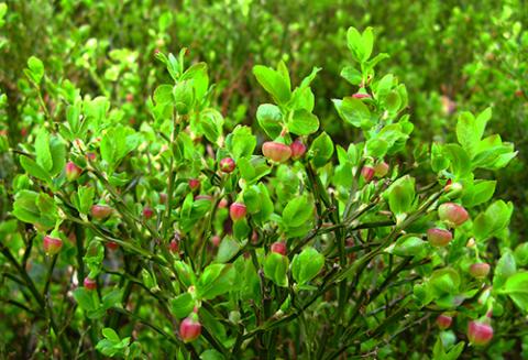 El arándano, clave para la conservación del urogallo cantábrico