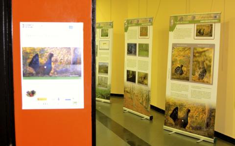 Exposición del urogallo cantábrico en San Juan de la Arena (Soto del Barco)