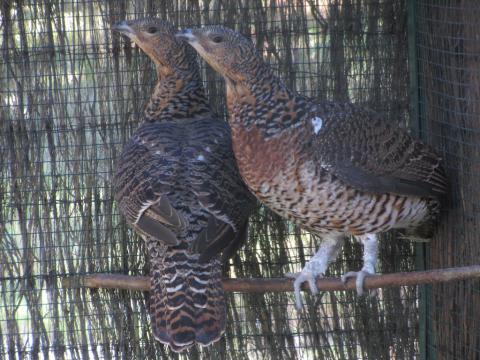 Las hembras de urogallo cantábrico liberadas en Alto Sil 