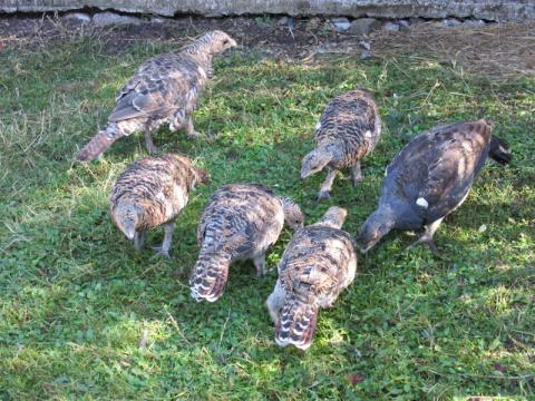 Juveniles de urogallo cantábrico nacidos en el centro de cría de Sobrescobio