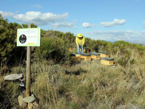 Instalación de colmenas para facilitar la polinización del arándano/ Tierra Ibérica