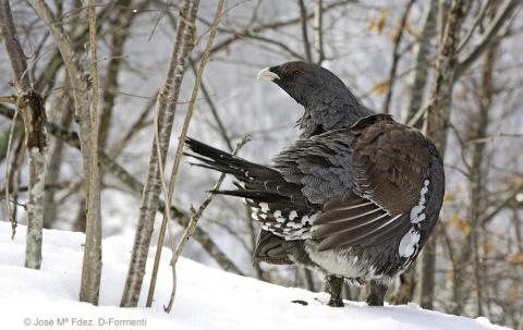 urogallo cantábrico en la nieve