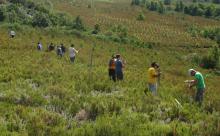 Voluntarios señalizan vallados peligrosos para el urogallo cantábrico